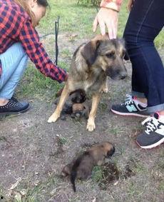 最新台湾狗崽爆料视频大全,揭秘幕后真相